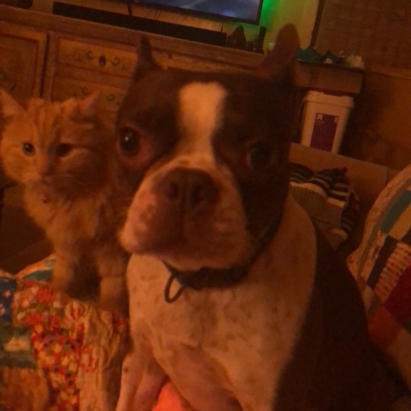 My pups - Picture 2 of 5